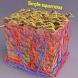 pr4.jpg epithelial cells types collection 3D