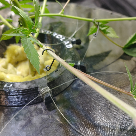 2.png Hydroponic basket pot - (with LST included)