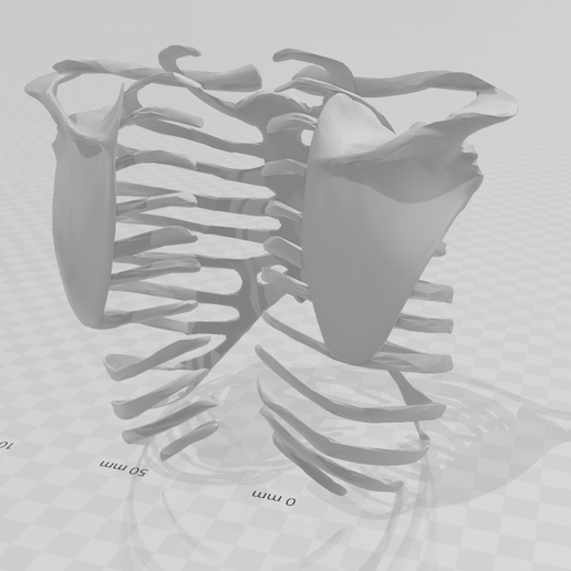 🧑‍🏫 THORACIC BONES (RIB)・ STL File for 3D printing・Cults