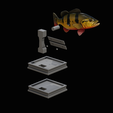 peacock-bass-trophy-1-1-2.png Peacock bass (Cichla ocellaris) fish in motion trophy statue for 3d printing