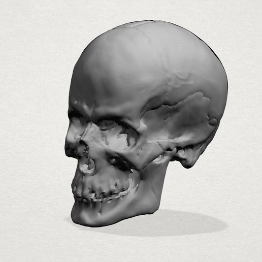 Skull 01 3D model