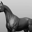 13.jpg Horse Breeds Collection
