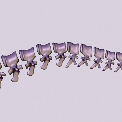 06.jpg printable spine divided into vertebrae