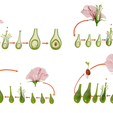 Flower_Render_2.png Parts of A Flower - Ovary Stages