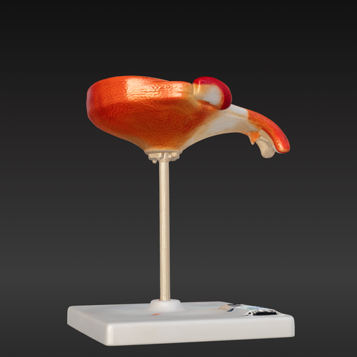 2.png 3D-Modell eines menschlichen Embryos im 3. Monat