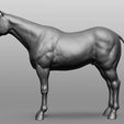 3.jpg Horse Breeds Collection