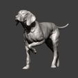 Hungarian-vizsla10.jpg Hungarian vizsla Hungarian Pointing Dog 3D print model