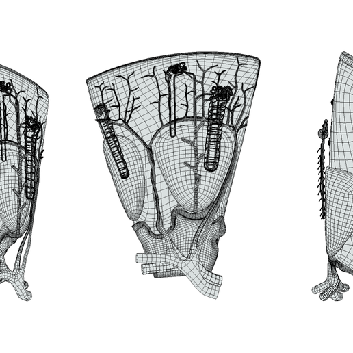 Kidney_wire_1.png Kidney Nephron Structure Anatomy