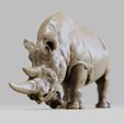 A0005.jpg Rhinoceros