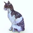 71.jpg CAT - DOWNLOAD CAT 3d model - animated for blender-fbx-unity-maya-unreal-c4d-3ds max - 3D printing CAT CAT - POKÉMON - FELINE - LION - TIGER