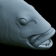 Dentex-head-trophy-49.png fish head trophy Common dentex / dentex dentex open mouth statue detailed texture for 3d printing