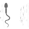 Sperm_AO.png Sperm Cell Anatomy