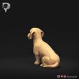 Dachshund-Miniature-Wire-Haired-Pose-04-Dog-3D-Print-6s.jpeg Dachshund Miniature Wire Haired Pose 04