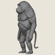 Baboon-Monkey-Standing-03.jpg Baboon Monkey Standing