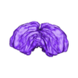brain 4-_l_cerebellum2_lCer.stl 3D Model of Brain - section