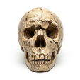 1.png Homo Neanderthalensis Skull 3D Printable Model