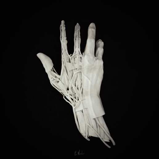 plaster-floor-back.jpg Hand Anatomy