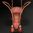 ps4.jpg Genito-urinary tract male 3D model 3D model