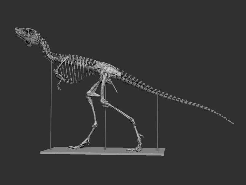 Skeleton.jpg Fichier OBJ Life size baby T-rex skeleton - Part 02/10・Modèle à télécharger et à imprimer en 3D, Inhuman_species
