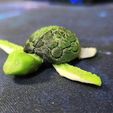 20240112_115017a.jpg Baby Sea Turtle