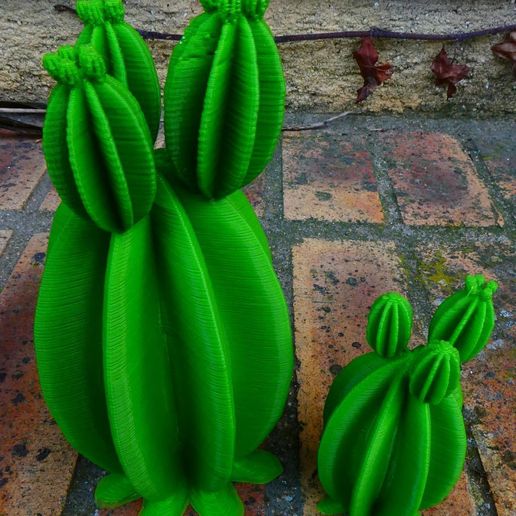 Cactus
