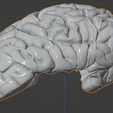 41.PNG.19cdc3d0b756eb9a4b33f5eaf3418be0.png 3D Model of Human Brain