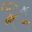 00.png Fly Mosca