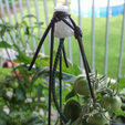 Capture d’écran 2017-10-31 à 16.12.22.png Tomato Greenhouse for Pot Growing Tomatos