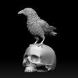 312312312.jpg bird crow