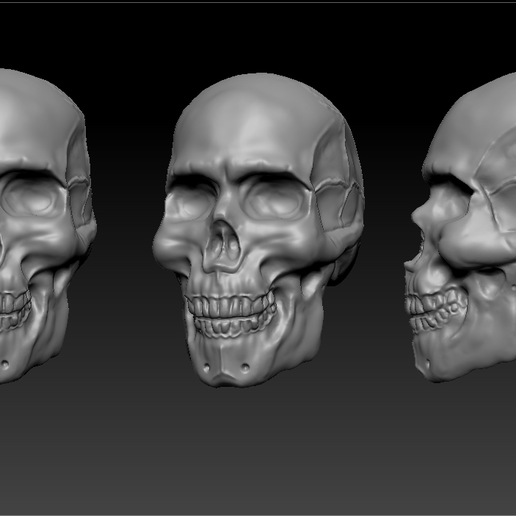Skull Anatomy
