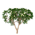 47-1.png Plant Tree And Flower Home 3D Model 45-48