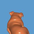 1000119861.jpg English Bulldog