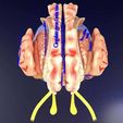 centralnervoussystemcortexlimbicbasalgangliastemcerebel3dmodelblend5.jpg Central nervous system cortex limbic basal ganglia stem cerebel 3D model