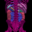 11.png 3D Model of Gastrointestinal Tract with Bones