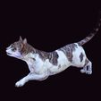 16824.jpg CAT - DOWNLOAD CAT 3d model - animated for blender-fbx-unity-maya-unreal-c4d-3ds max - 3D printing CAT CAT - POKÉMON - FELINE - LION - TIGER