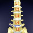 vertebrae-vertebral-column-labelled-text-detail-3d-model-blend-7.jpg Vertebrae vertebral column labelled text detail 3D model