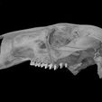 specimen-4.jpg Macropus rufus, Red Kangaroo skull
