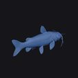 marbled_mountain_catfish_0007.jpg Marbled Mountain Catfish