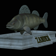Zander-statue-7.png fish zander / pikeperch / Sander lucioperca statue detailed texture for 3d printing
