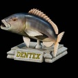 Dentex-trophy-15.png fish Common dentex / dentex dentex trophy statue detailed texture for 3d printing