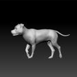 bull3.jpg Bull terrier -Race de chien- big dog - wild dog