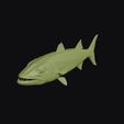 barracuda_0015.jpg Barracuda