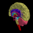 3.png.841216a418fdfbf40a2db7b6666bb285.png 3D Model of Human Brain - Right Hemisphere