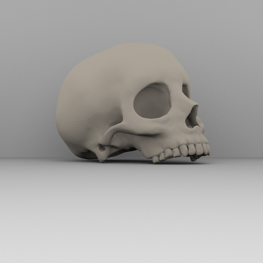 skull3.png Download STL file Real skull • Model to 3D print, BorrusoStudio