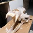 IMG_20191219_205046.jpg Cave Bear skull - Ursus spelaeus