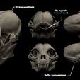 crane_chat.jpg " Skull pack x4 (Pitbull-Mammoth-Chat-Owl) " : 3D file for sale