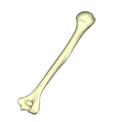humerus.png STL file Humerus・3D printable model to download