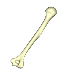 humerus.png Humerus