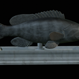 White-grouper-statue-11.png fish white grouper / Epinephelus aeneus statue detailed texture for 3d printing