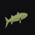 barracuda_0007.jpg Barracuda